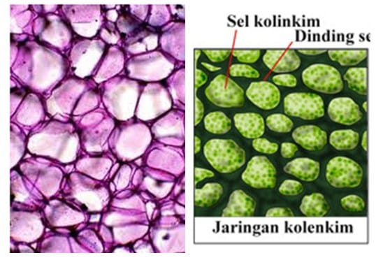 jaringan-kolenkim-5456610