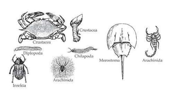 jenis-arthropoda-3878425