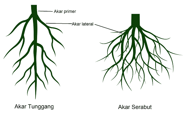jenis-dan-macam-akar-9263373