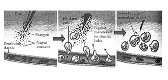 kekebalan-tubuh-8327612-7160350-jpg