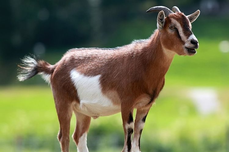 kambing-8883719