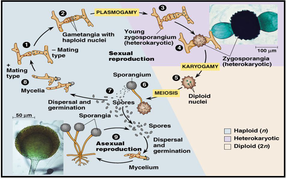 karakteristik-jamur-zygomycota-3544770