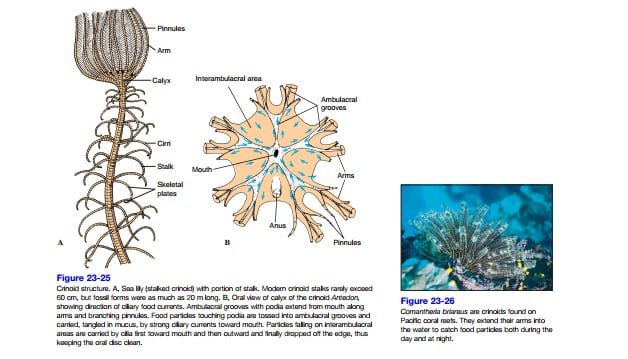 kelas-crinoidea-5243277
