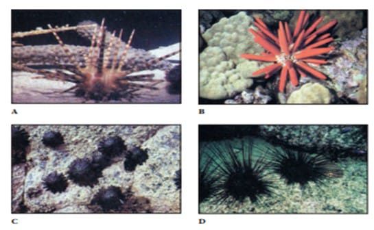 kelas-echinoidea-4208491