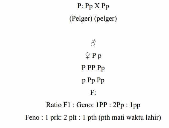 kelinci-pelger-8888602