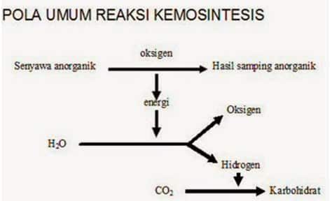 kemosintesis-2308624