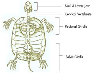 kerangka-kura-kura-7907209