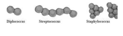 koloni-bakteri-cocus-1169361