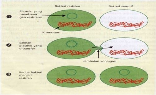 konjungsi-bakteri-2197293