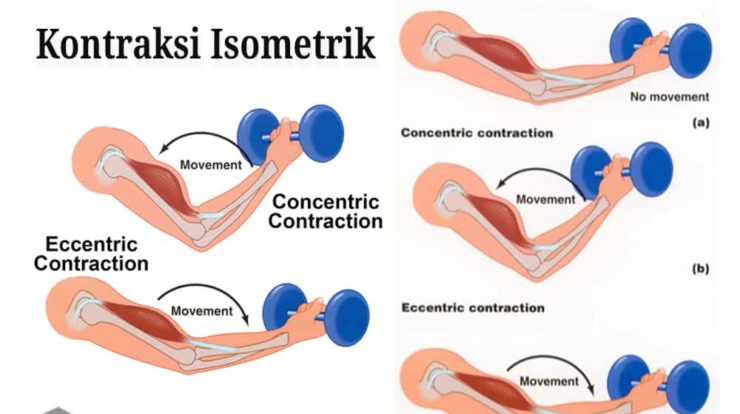 kontraksi-isometrik-1-1112086-5101991-jpg