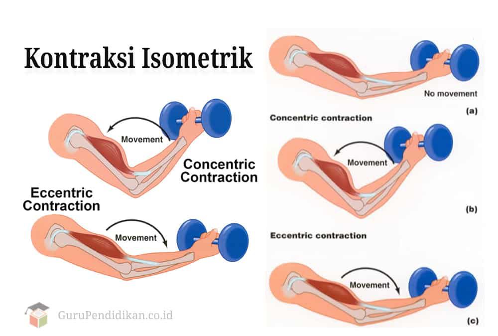 kontraksi-isometrik-1-8286245