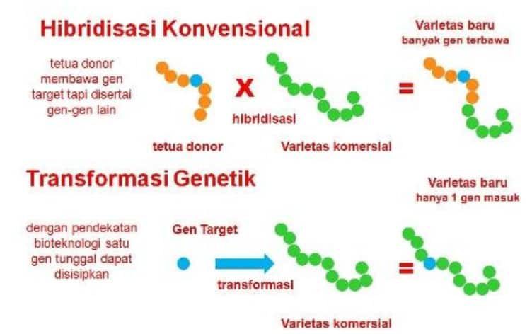 konvensional-dan-hibridisasi-7787917