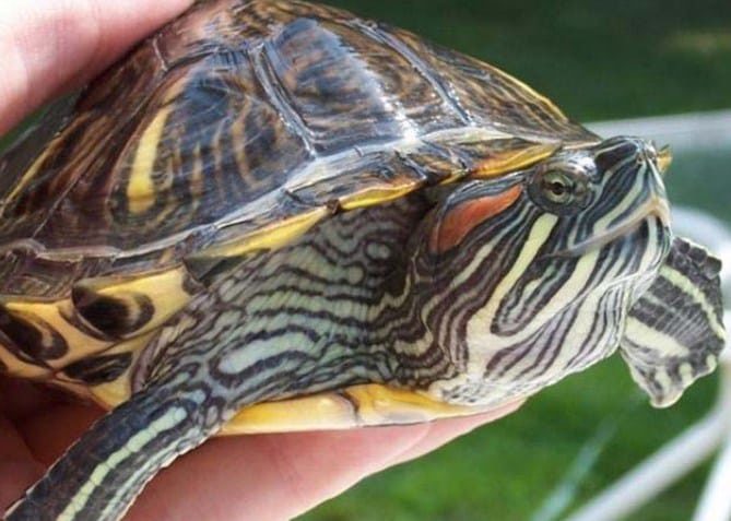 kura-kura-brazil-6446066