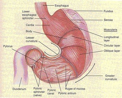 lambung-ventrikel-3303886