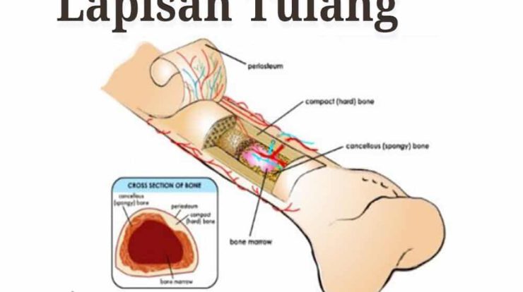 lapisan-tulang-3551866-8251252-jpg