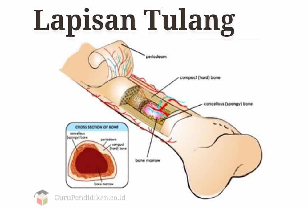 lapisan-tulang-7972216