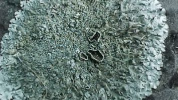 lumut-kerak-2800719-3225037-jpg