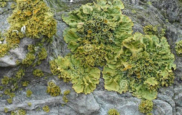 lumut-hati-berdaun-foliose-7076143