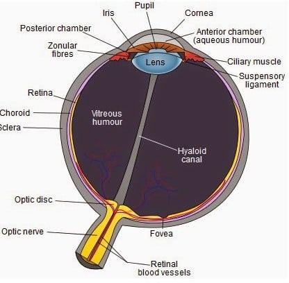 mata-1547580-7000660-jpg