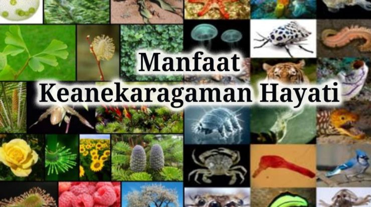 manfaat-keanekaragaman-hayati-8912429-3803824-jpg