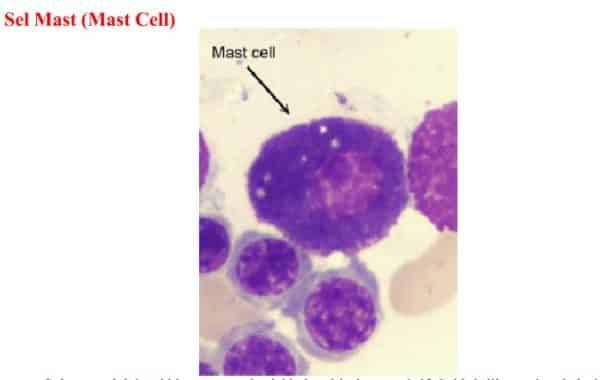 mast-cell-sel-mast-3823227
