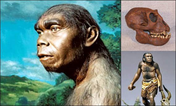 meganthropus-palaeojavanicus-7771594
