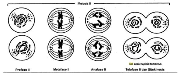 meiosis-ii-1087176