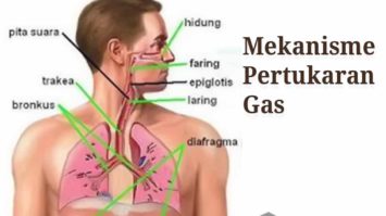 mekanisme-pertukaran-gas-3070833-1857974-jpg