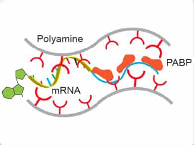 messenger-rna-mrna-2511669