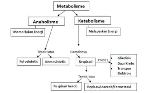 metabolisme-2861869