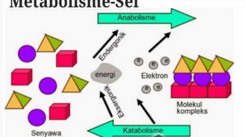 metabolisme-sel-5624972-5919495-jpg