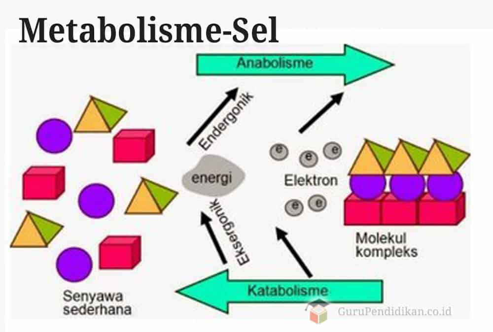 metabolisme-sel-7735577