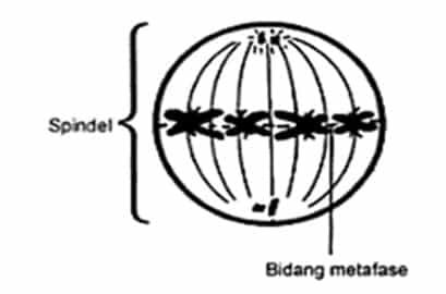 metafase-1016130