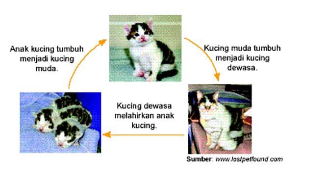 metamorfosis-pada-kucing-3397807