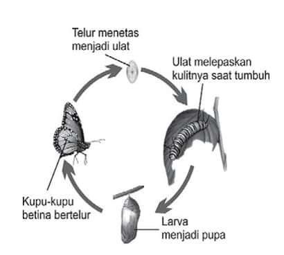 metamorfosis-sempurna-5257778