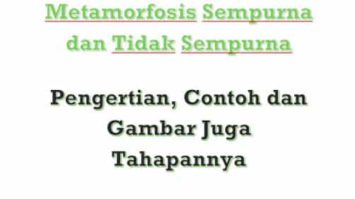 metamorfosis-sempurna-dan-tidak-sempurna-6080518-7085191-jpg
