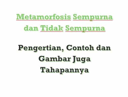 metamorfosis-sempurna-dan-tidak-sempurna-6080518-7085191-jpg