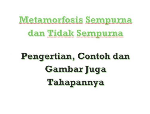 metamorfosis-sempurna-dan-tidak-sempurna-8352778