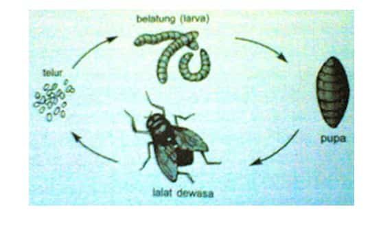 metamorfosis-sempurna-pada-lalat-8128160