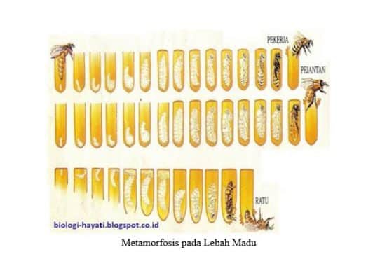 metamorfosis-sempurna-pada-lebah-madu-4213396