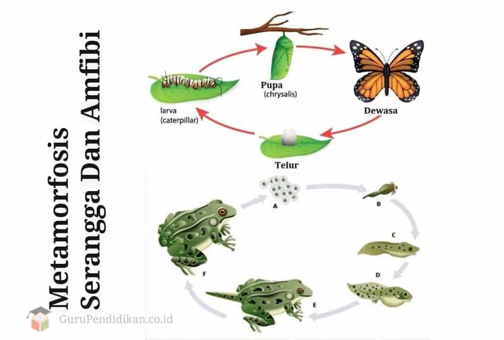 metamorfosis-serangga-dan-amfibi-4069981