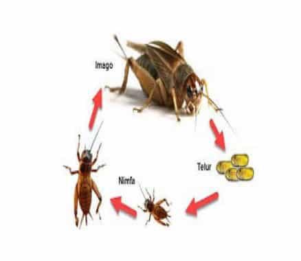 metamorfosis-tidak-sempurna-pada-jangkrik-5278834