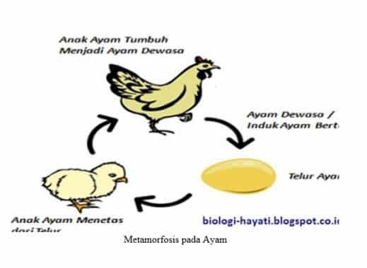 metamorfosis-pada-ayam-2737252