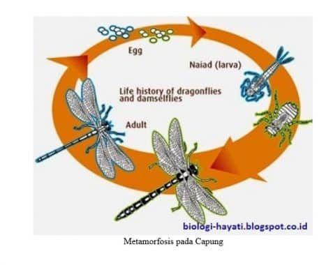 metamorfosis-pada-capung-1323167
