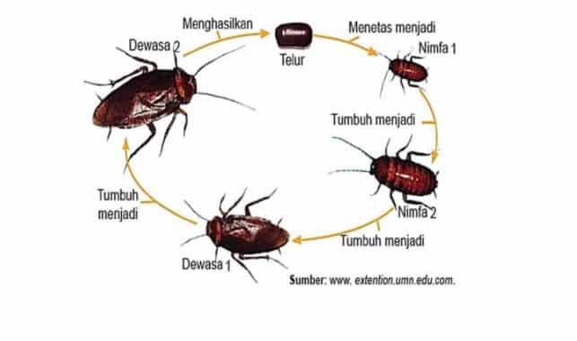 metamorfosis-pada-kecoa-6173566