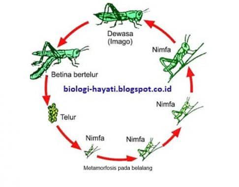 metamorfosis-pada-belalang-3463790