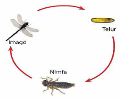 metamorfosis-tidak-sempurna-6261758