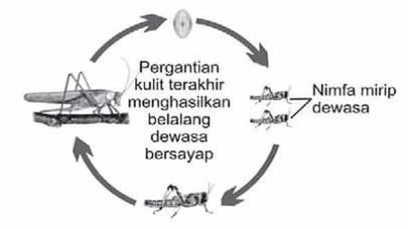 metamorfosis-tidak-sempurna-8524513