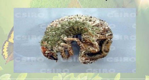 metarrhisium-anisopliae-8832933