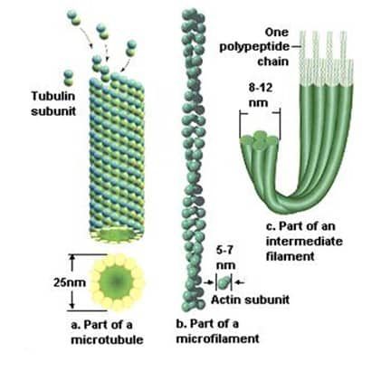 mikrofilamen-7052319